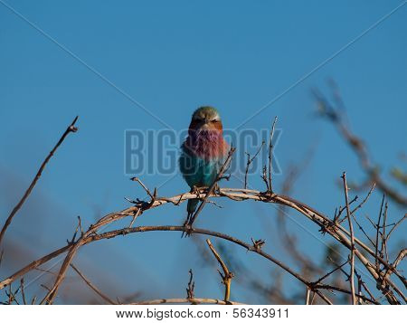 Lilac-breasted Roller (coracias Caudatus)