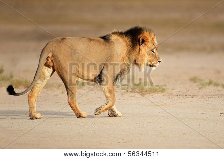 Großen männlichen afrikanischen Löwen (Panthera Leo) gehen, Kalahari, Südafrika