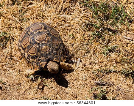 African Turtle