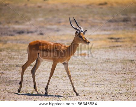 Impala