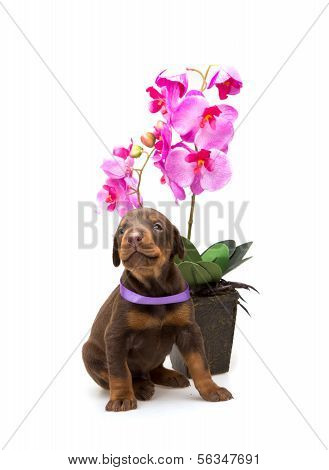Cucciolo di Doberman con fiore viola, isolato