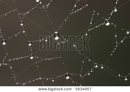 Web Rosa