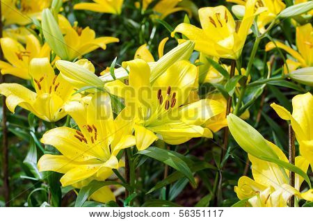Blomstrende gul lilje i feltet