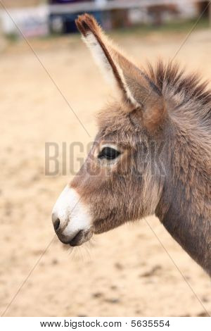 Burro