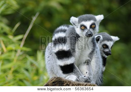 Two Ring-tailed Lemur
