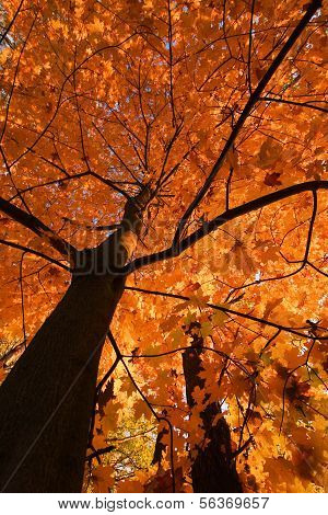 Cercare nella foresta d'autunno...