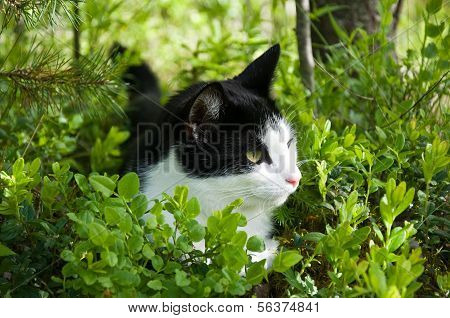 Katt