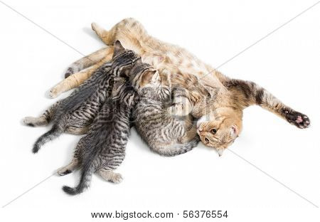 kittens brood feeding by happy mother cat isolated on white background