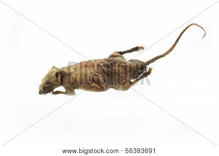 Mummified Rat
