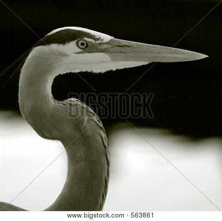 Heron_8150 bleu