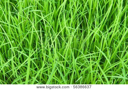 Green Grass Blackgroud Show Green Blackground Concept