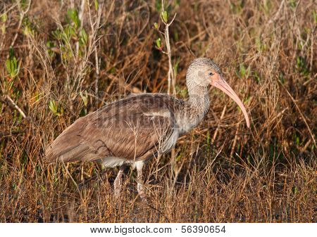 Juvenilní bílá Ibis