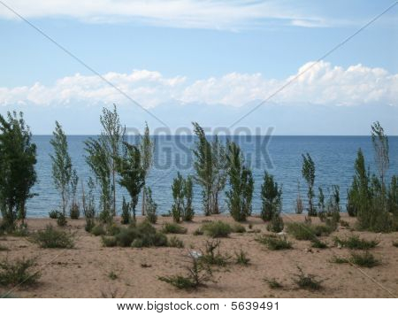 Brise et l'herbe