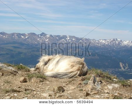 Chien en haut de la montagne
