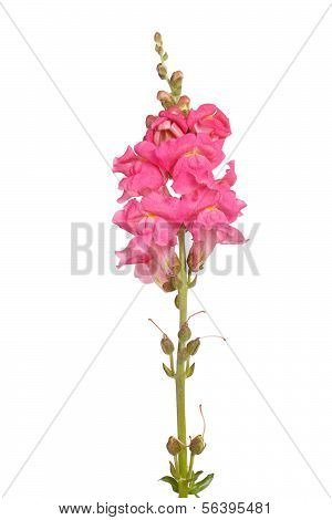 Single stengel Rosa Shapdragon Blumen, Isolated On White