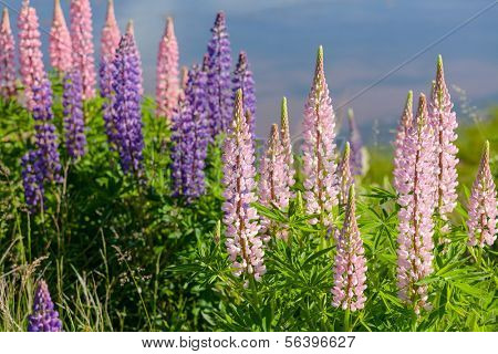 Lupins sauvages et de floraison la routes et cours d'eau ou un rural Prince Edward Island, Ca de plus en plus