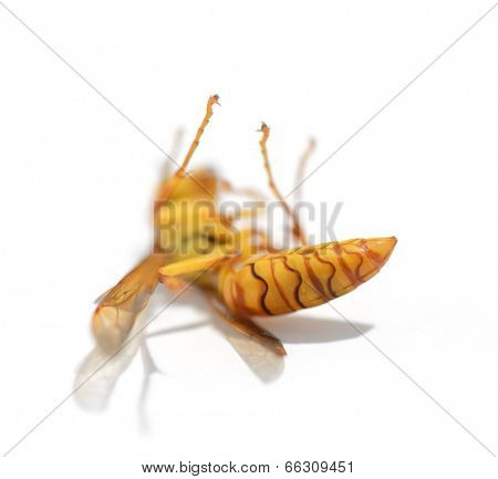 dead wasp on white background