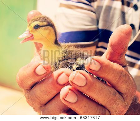 Little Duck