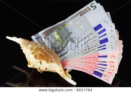 Fan von Geld In eine Marine Muschel