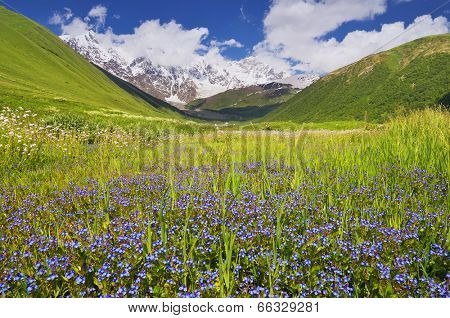Summer landscape with a mountain valley. Sunny day. Glade blue flowers. Zemo Svaneti, Georgia, Caucasus