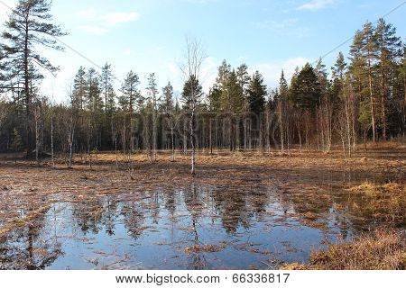Swamp. The evening sun illuminates the leaves of trees.