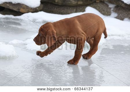 Puppy Of Hungarian Short-haired Pointing Dog On Frozen Lake