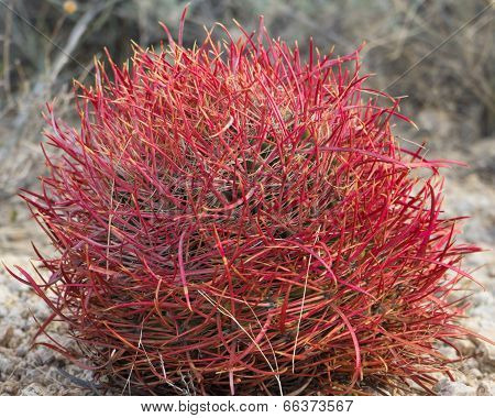 Barrel Cactus