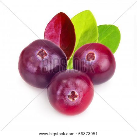 Fresh forest berry cranberry isolated on white background.