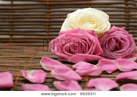 Rosa e pétalas de rosa