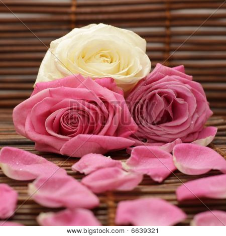 Rosas rosa e brancas e pétalas de rosa