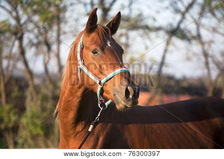 Portrait of a beautiful purebred bay