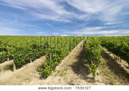 Vinice