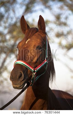 Head shot of a beautiful two years old mare horse
