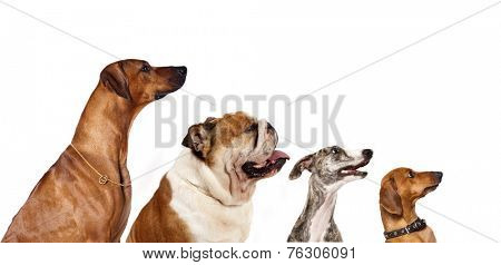group of dogs  looking up