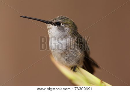 Black-chinned Hummingbird (archilochus Alexandri)