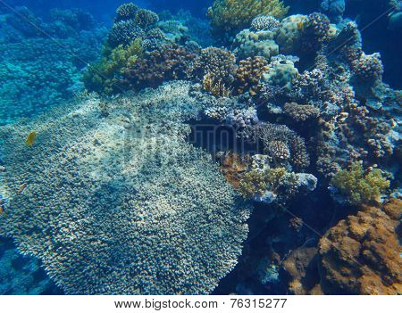 coral reef