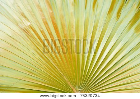 Leaf background