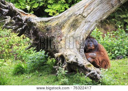 Male Bornean orangutan