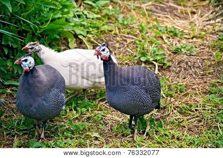 Guinea fowl three