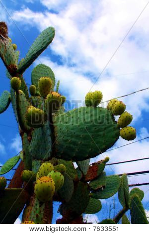 แคคตัสต้นแพร์ Prickly