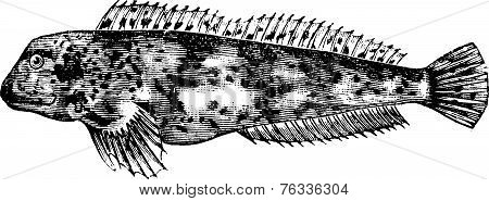 Lipophrys Pholis, Vintage Engraving.