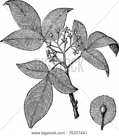 Hoptree Or Ptelea Trifoliata Vintage Engraving