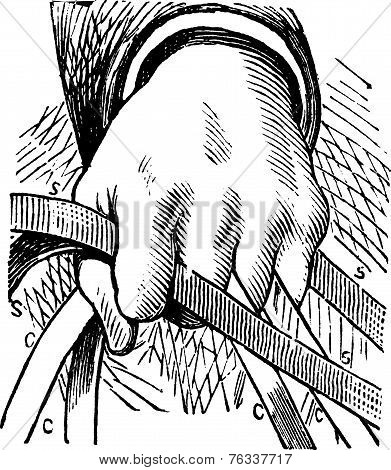 How To Hold The Reins Of Horse In Double Riding Vintage Engraving