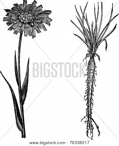 Goatsbeard Or Tragopogon Porrifolius Vintage Engraving