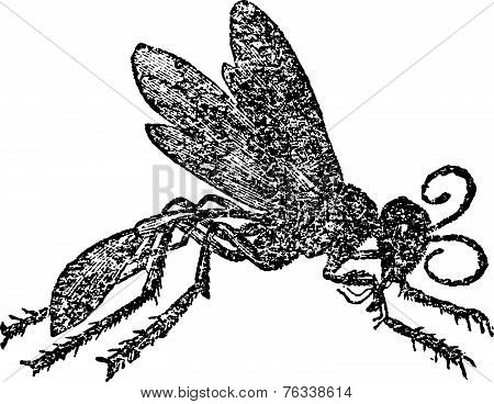 Sphex Sabulosa Vintage Engraving