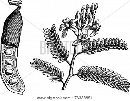 Tamarind (tamarindus Indica), Vintage Engraving.