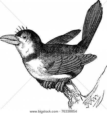 Puffbird (bucco Macrorhynchus), Vintage Engraving.