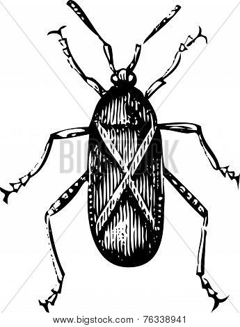 Old Illustration Of A Squash Bug Or Coreus Tristis