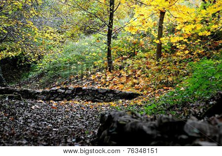 Forest Floor