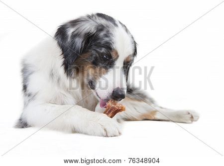 Australian Shepherd Licking The Bone